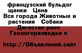 французский бульдог щенки › Цена ­ 50 000 - Все города Животные и растения » Собаки   . Дагестан респ.,Геологоразведка п.